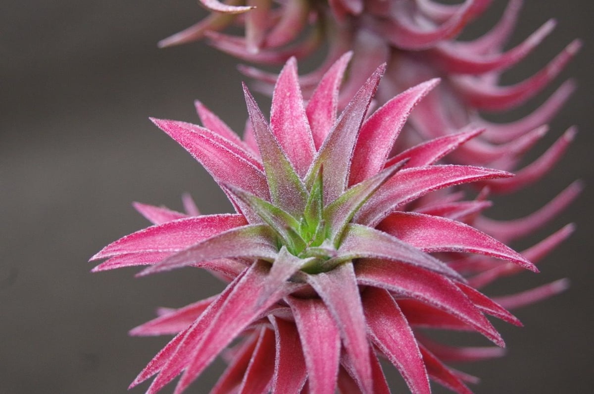 T*5様 T. ‘Hawaiian Peach’(バンハイニンギー) 即日発送】T. 'Hawaiian Peach' (バンハイニンギー)