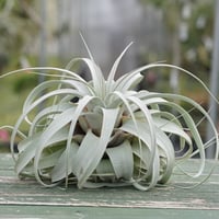 マインドセット （イオナンタ交配選抜株） 01号 | air-plants TENGU-DO
