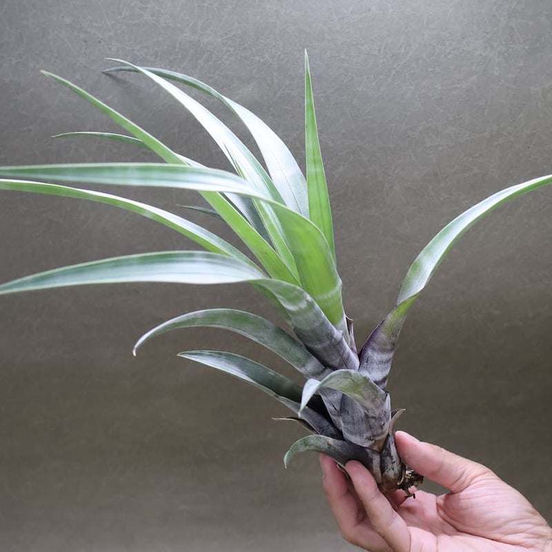 Tillandsia ヒルタ Tillandsia Dr. Dean (T. streptophylla x botteri) - Bird Rock