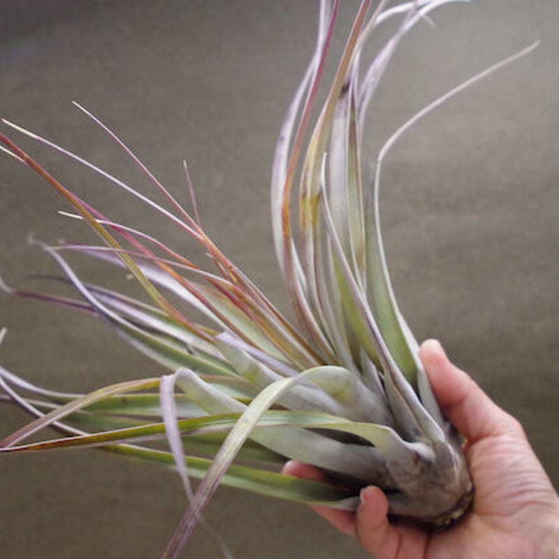 チランジア　ファシクラータ, Chacalapa チランジア ファシクラータ, Chacalapa チランジア