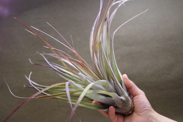 チランジア　ファシクラータ v.デンシスピカ x サブテレス fit=scale-down,w=1200