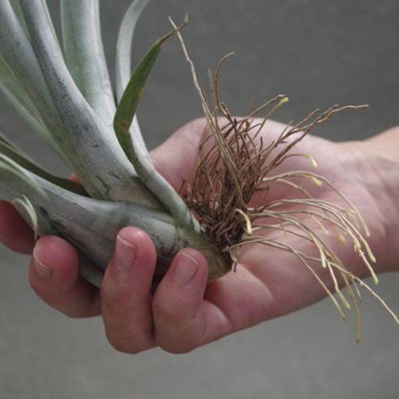 エリザベシアエ 02号 | air-plants TENGU-DO