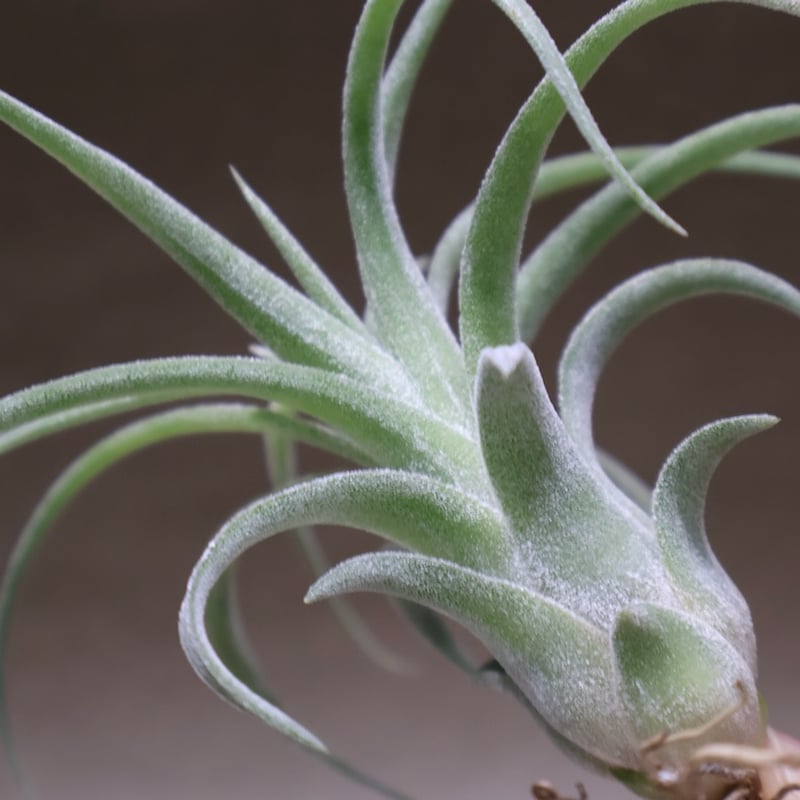 イオナンタ カーリーリーフ × ストレプトフィラ 04号 | air-plants