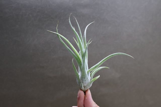 チランジア ベアコレア ×（セレリアナ×ストレプトフィラ） tillandsia チランジア ベアコレア ×（セレリアナ×ストレプトフィラ） Tillandsia