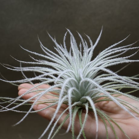 エアープランツ　ペイラノイ fit=scale-down,w=1200