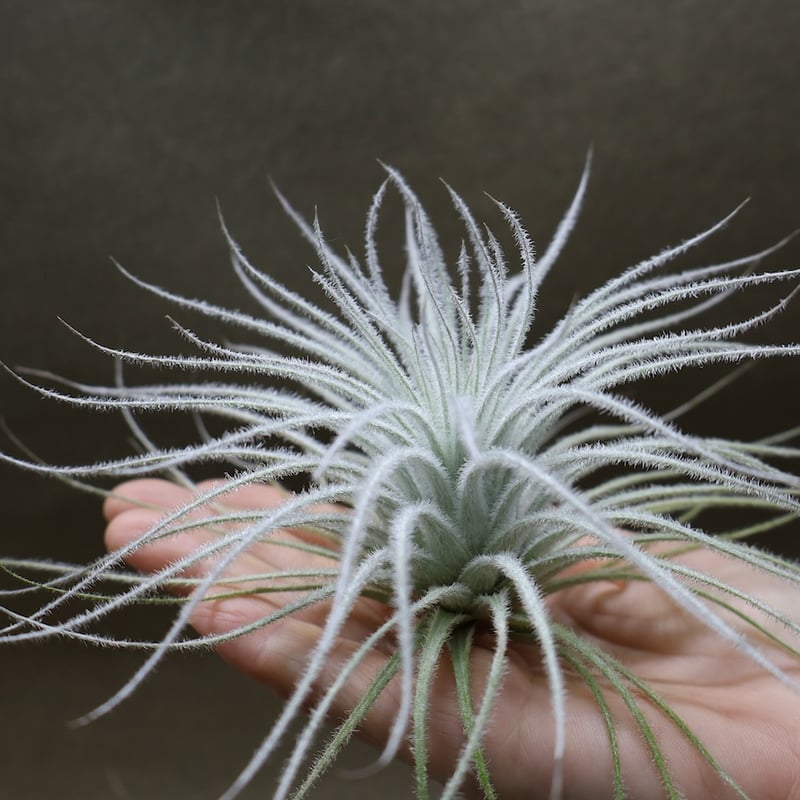 【現品】チランジア・テクトラム　超特大（1） 楽天市場】特価・花芽終了株 エアプランツ チランジア テクトラム