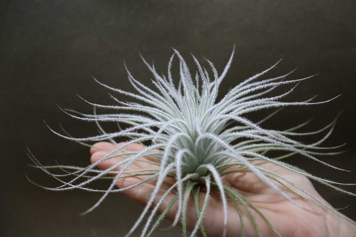 【現品】チランジア・テクトラム　超特大（1） テクトラム Lサイズ19号 | air-plants TENGU-DO