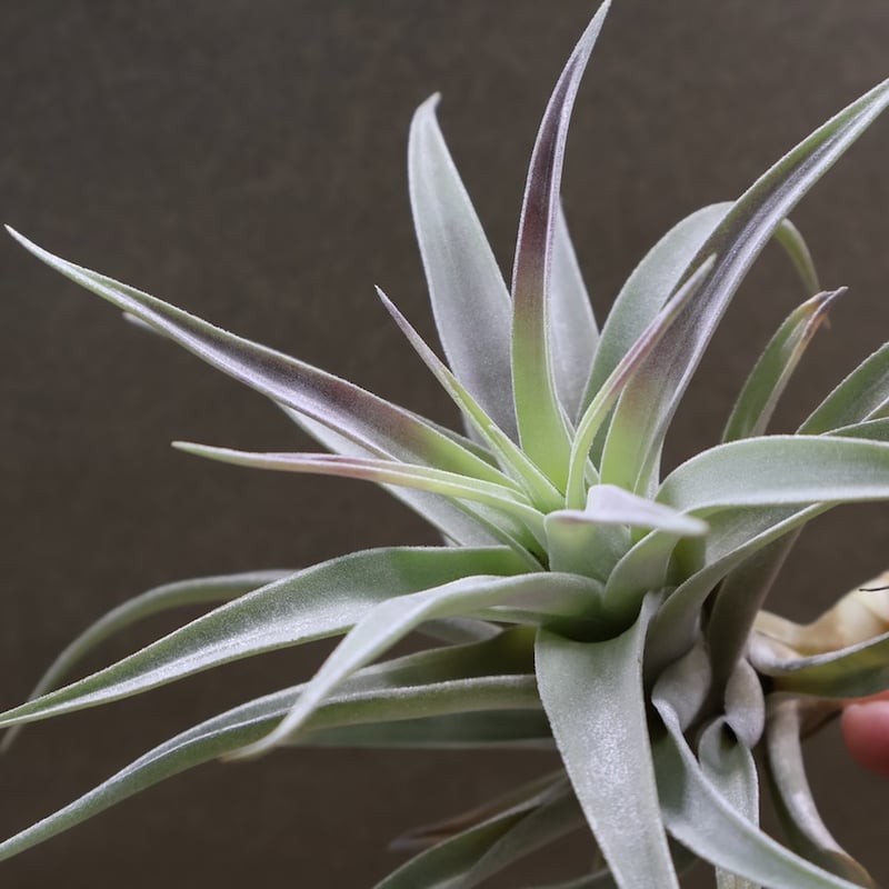 ホンジュレンシス 08号 | air-plants TENGU-DO