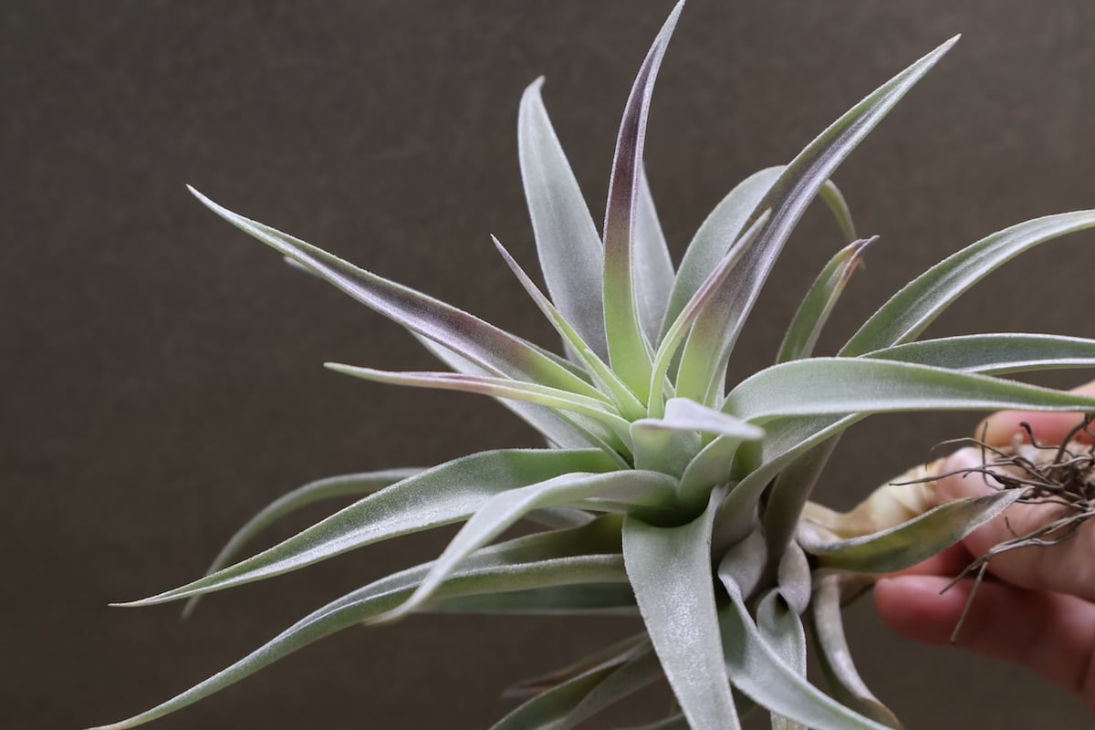 ホンジュレンシス 08号 | air-plants TENGU-DO