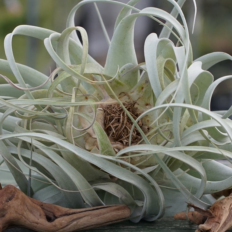 exserta × xerographica〔エアプランツ〕T5172 exserta × xerographica