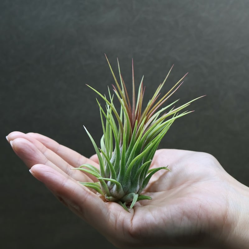 イオナンタ ロシータ ジャイアントクローン 03号 | air-plants