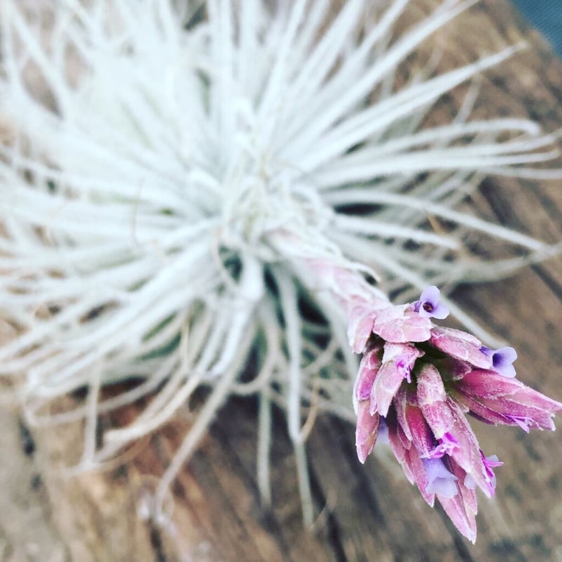 テクトラム | air-plants TENGU-DO