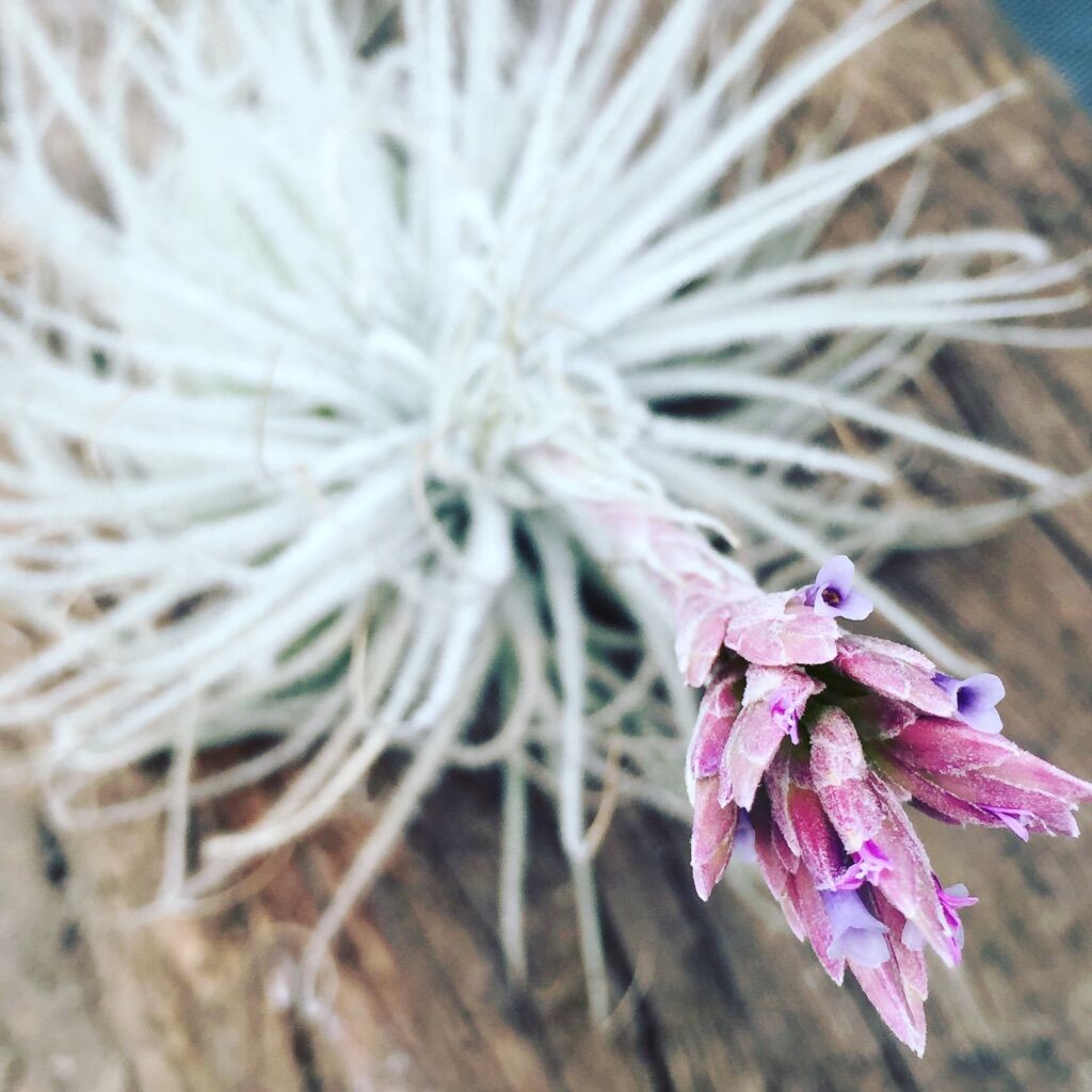 テクトラム | air-plants TENGU-DO