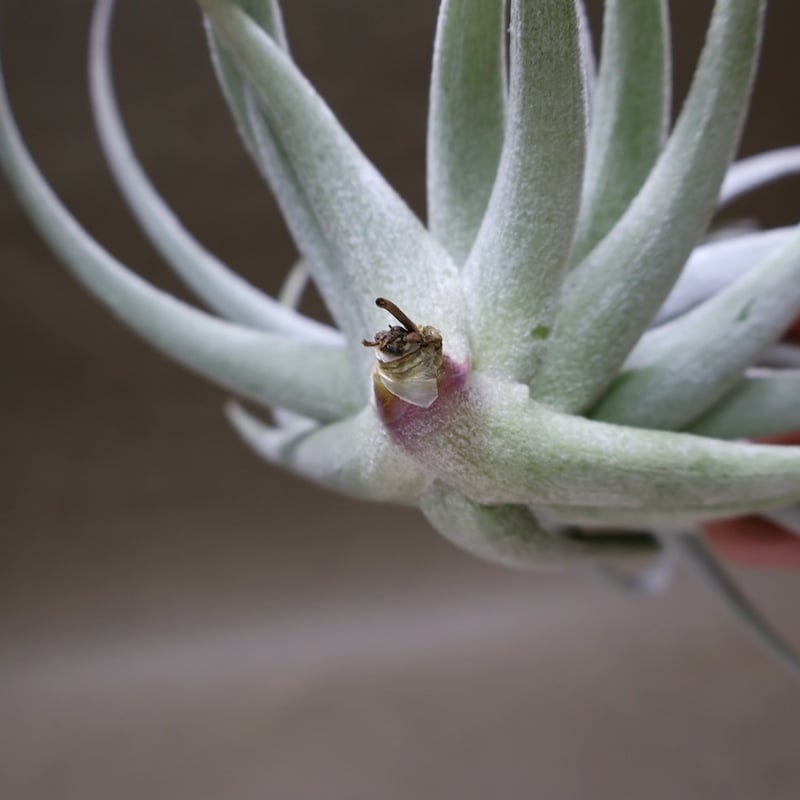 レクルビフォリア サブセクンディフォリア 23号 | air-plants TENGU-DO