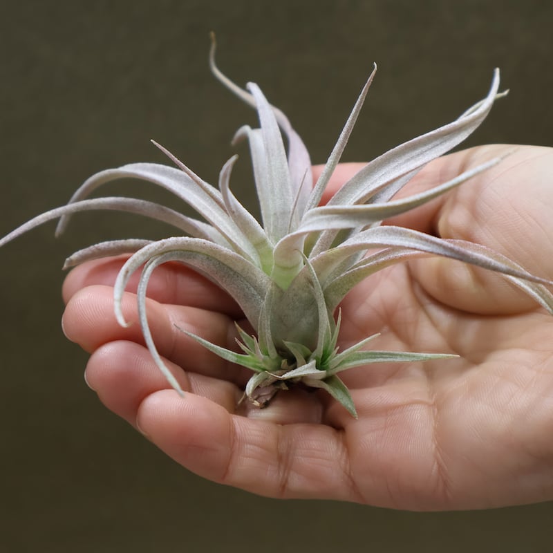 チアペンシス ギガンテスコ 13号 | air-plants TENGU-DO