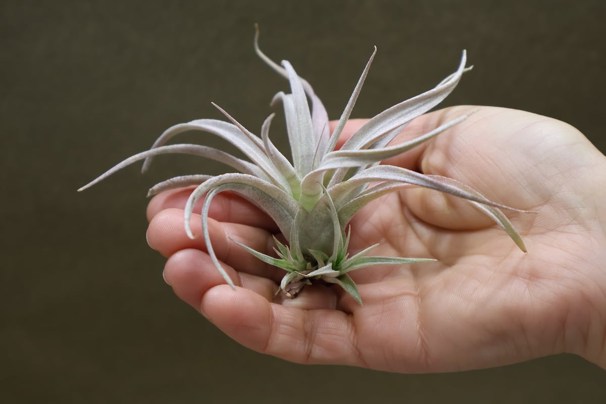 チアペンシス ギガンテスコ 13号 | air-plants TENGU-DO
