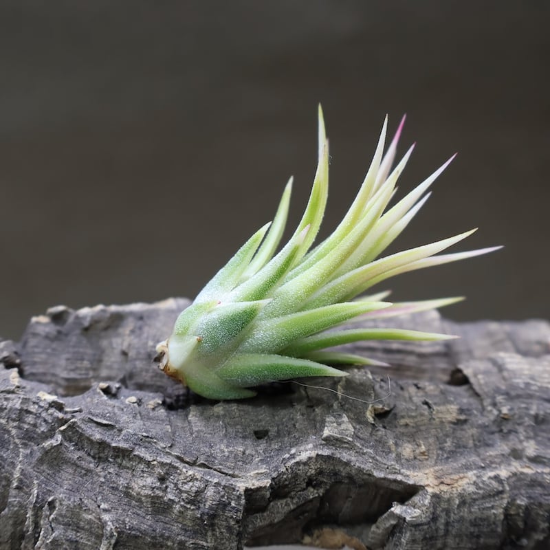 イオナンタ アルボマージナータ 48号 | air-plants TENGU-DO