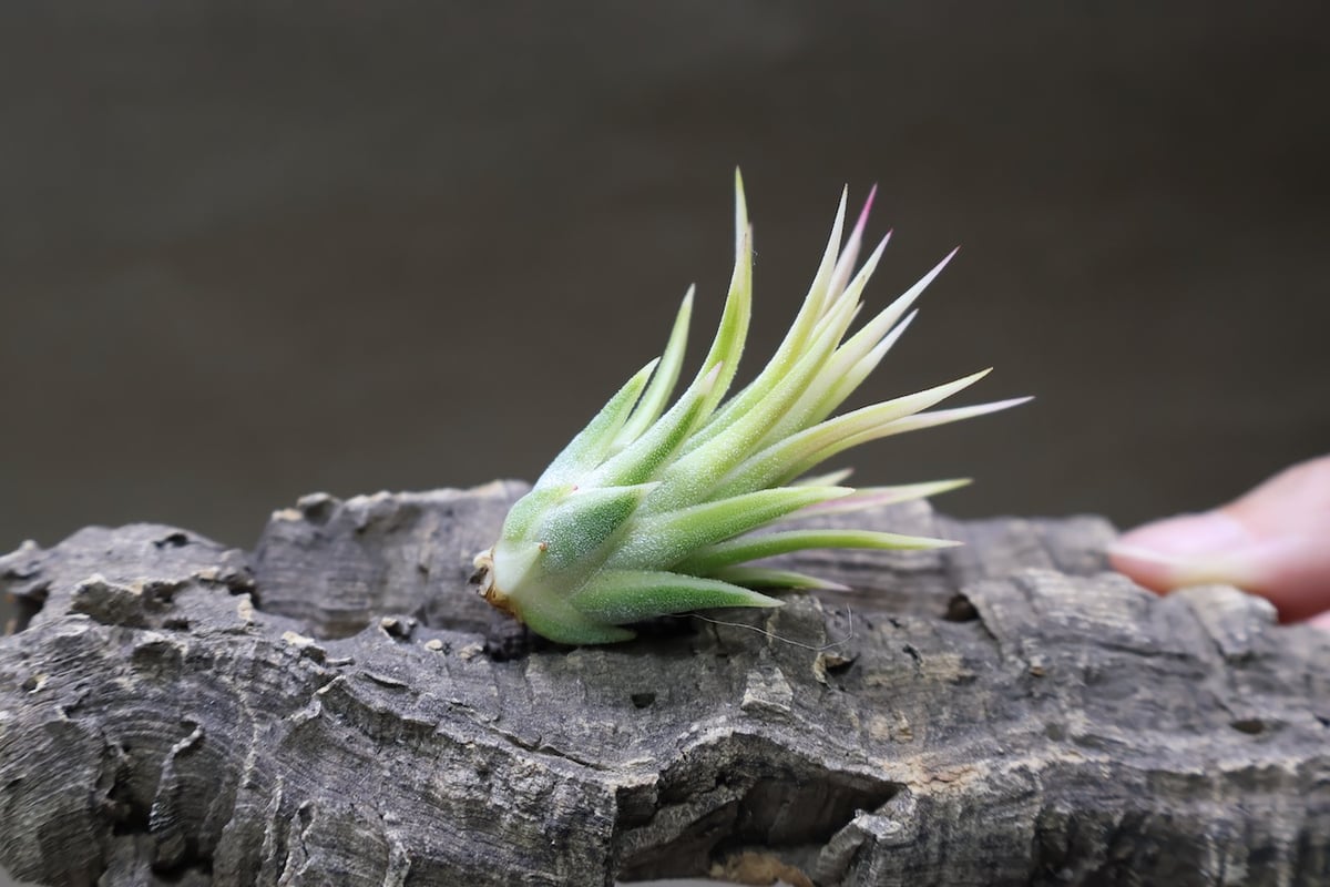 イオナンタ アルボマージナータ 48号 | air-plants TENGU-DO