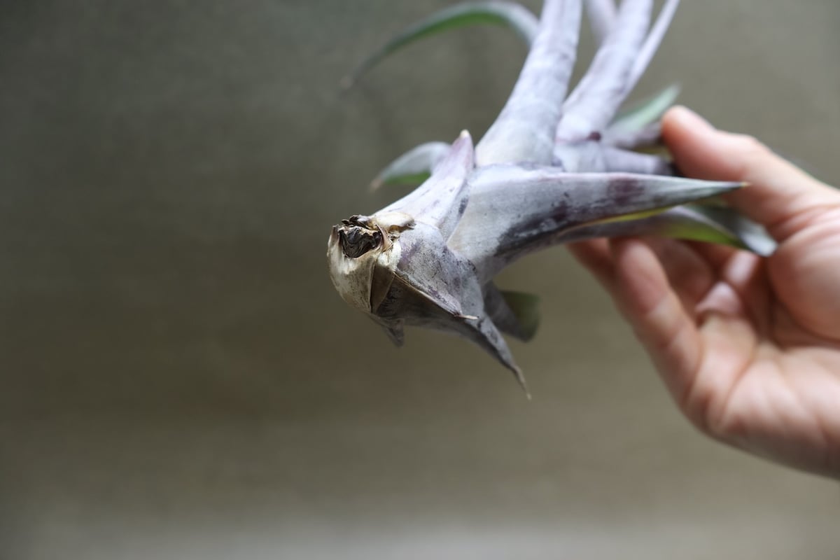 ブロメリア・エアープランツ Deuterocohnia sp. Tuchman ex. Bill Baker Deuterocohnia sp. Tuchman ex. Bill Baker Deuterocohnia sp