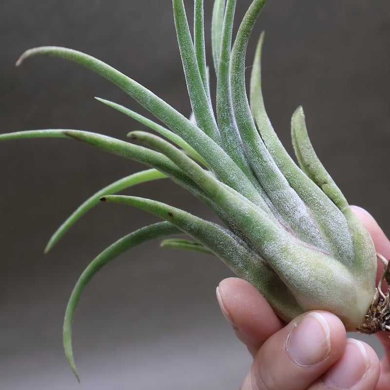 セレリアナ × ベルティナ 子株 | air-plants TENGU-DO