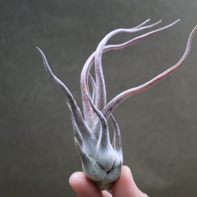 ブルボーサ×セレリアナ セレリアナ × ブルボーサ 08号 | air-plants TENGU-DO