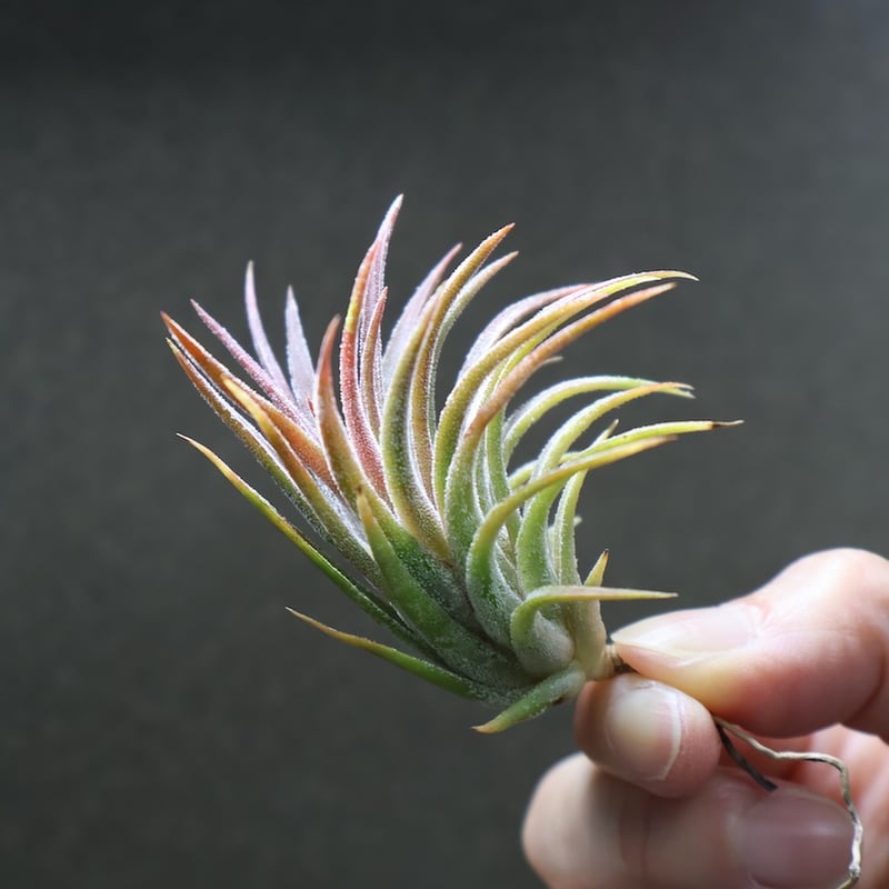 イオナンタ トールベルベット 03号 | air-plants TENGU-DO