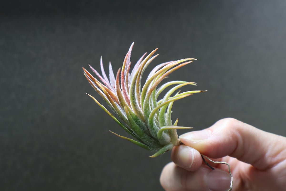イオナンタ トールベルベット 03号 | air-plants TENGU-DO