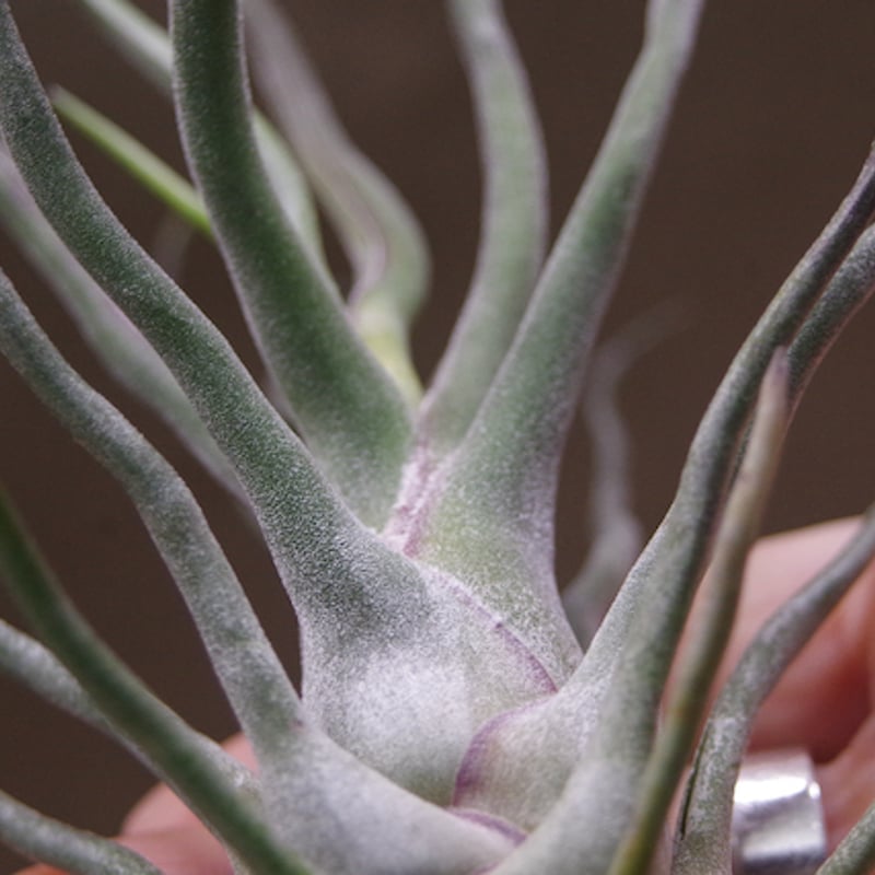 ショータイム × セレリアナ 01号 | air-plants TENGU-DO