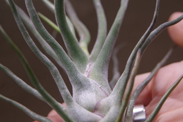 ショータイム × セレリアナ 01号 | air-plants TENGU-DO