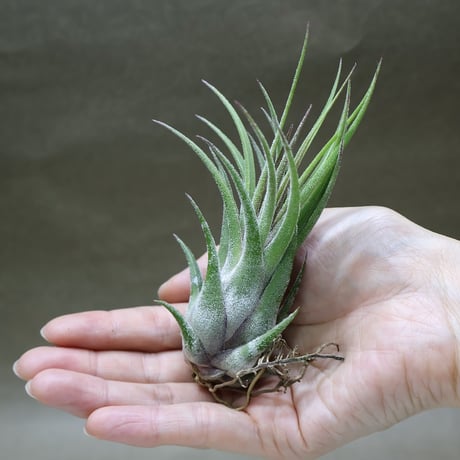 air-plants TENGU-DO
