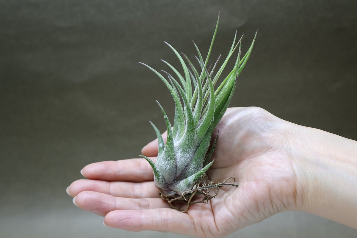 プルイノーサ × セレリアナ 10号 | air-plants TENGU-DO