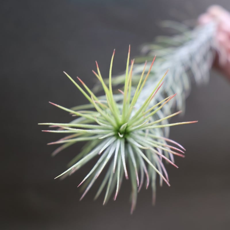 フンキアナ 11号 | air-plants TENGU-DO