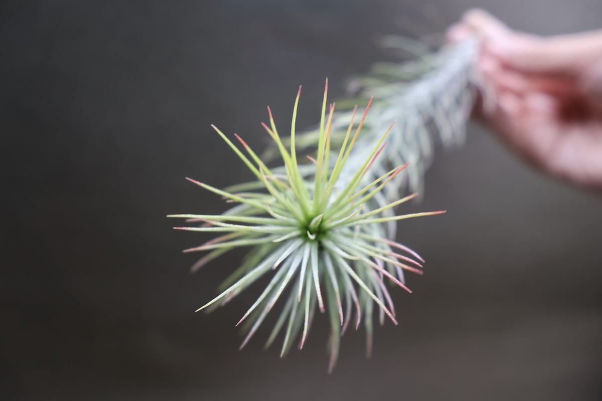 フンキアナ 11号 | air-plants TENGU-DO