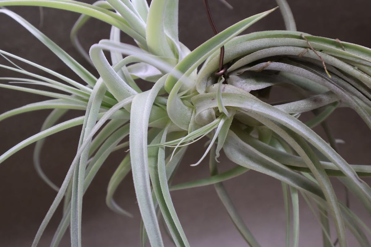 エアープランツの王様⭐️キセログラフィカ⚡️特大花付き エアープランツの王様⭐️キセログラフィカ⚡️特大花付き