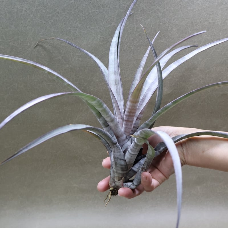ヒルダエ 56号 | air-plants TENGU-DO