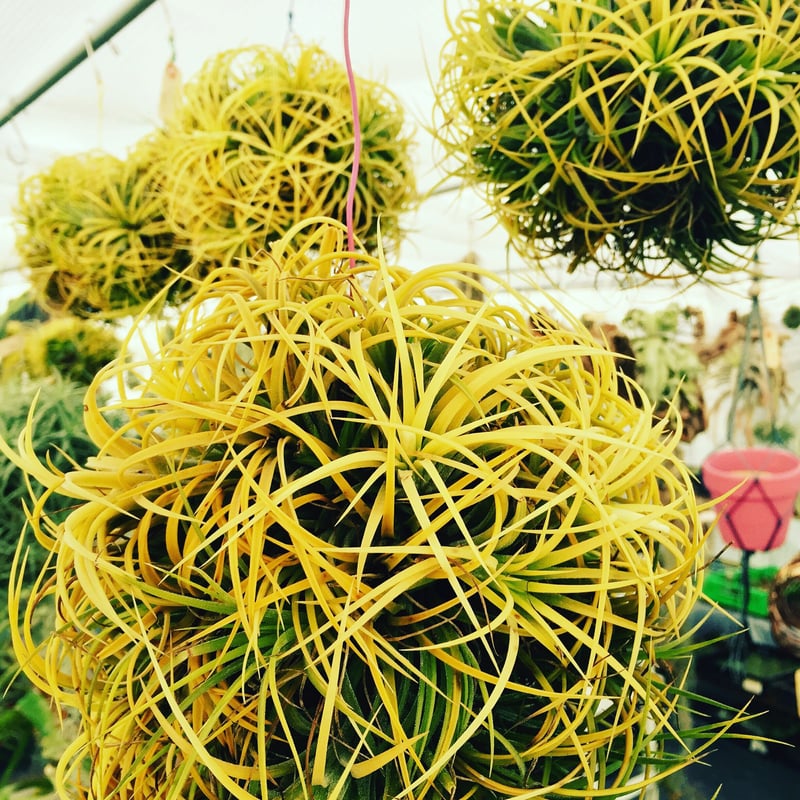 イオナンタ ドゥルイド クランプ 38号 | air-plants TENGU-DO