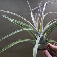 イオナンタ スノーボール 01号 | air-plants TENGU-DO