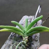 Bulb moniliforme 南米着生ラン大株ミニチュアオーキッドパルダ