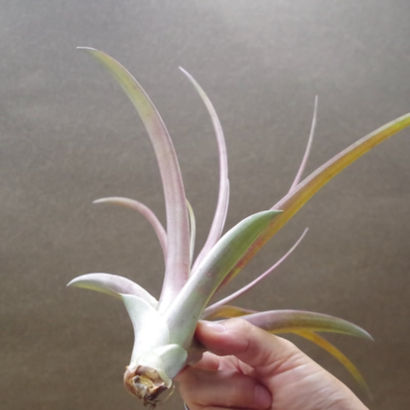 カピタータ ロハ ／ ロジャ Sサイズ 03号 | air-plants TENGU-DO