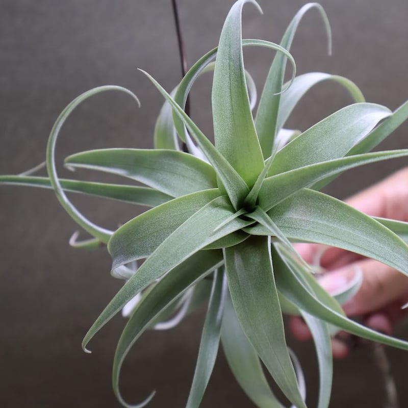 ロゼオスカパ カーリーフォーム 14号 | air-plants TENGU-DO ロゼオスカパ カーリーフォーム 14号 | air-plants TENGU-DO