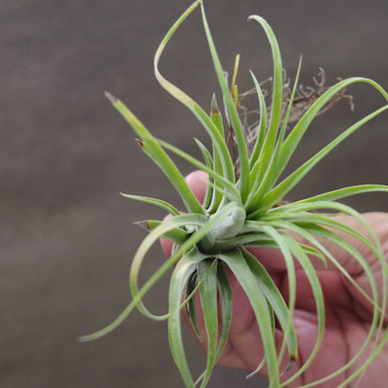 ローランドゴッセリニー × イオナンタギガンテ 02号 | air-plants TENGU-DO