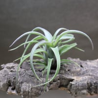 カピタータ ドミンゲンシス 47号 | air-plants TENGU-DO
