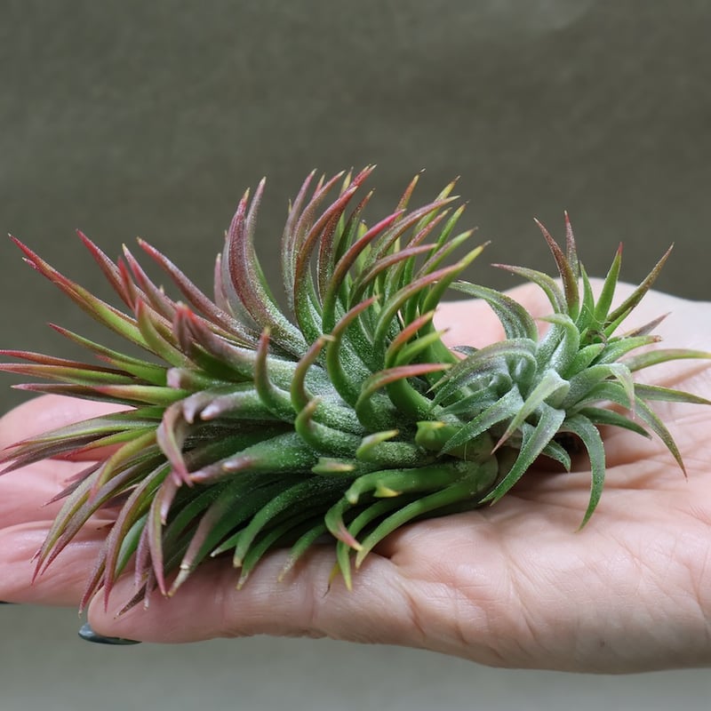 イオナンタ ウアメルラ 66号 | air-plants TENGU-DO