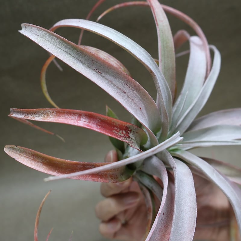 ココナッツグローブ（ チアペンシス × カピタータレッド ) 15号 | air