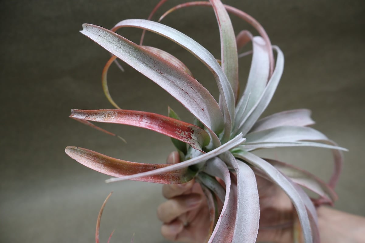 ココナッツグローブ（ チアペンシス × カピタータレッド ) 15号 | air