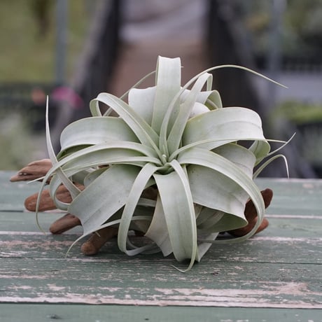 CATEGORY エアープランツ（ティランジア） | air-plants TENGU-DO