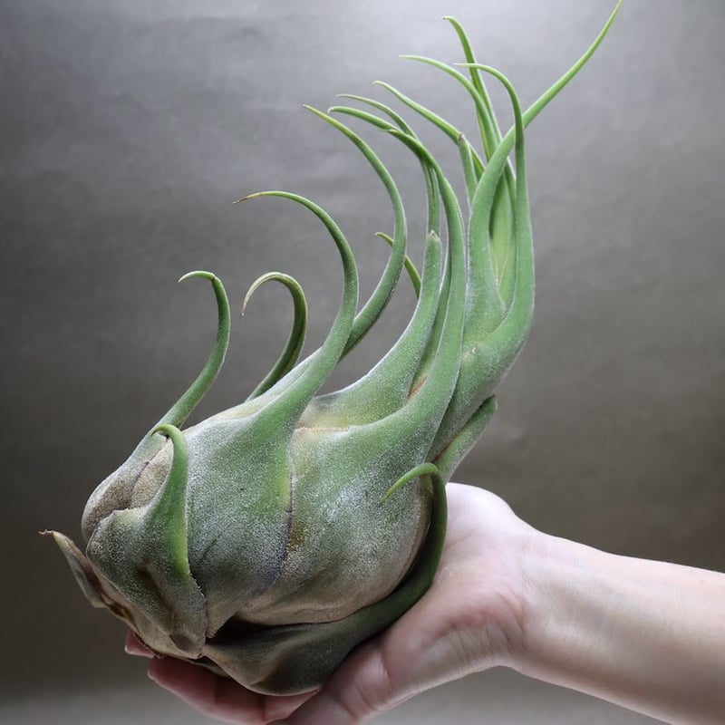 セレリアナ XL size 30号 | air-plants TENGU-DO