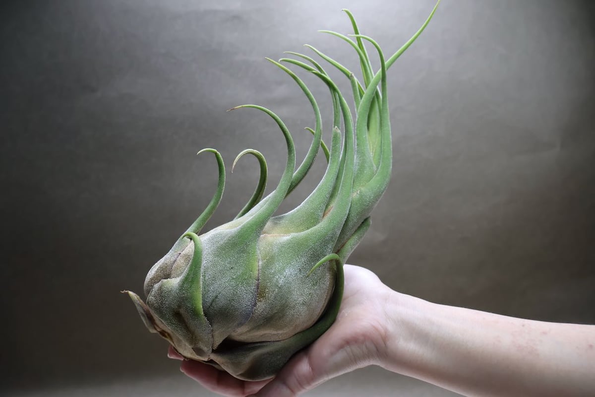 チランジア　セレリアナとかセット セレリアナ XL size 30号 | air-plants TENGU-DO