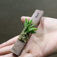 デンドロビウム リッチェナストラム プレンティセイ 01号