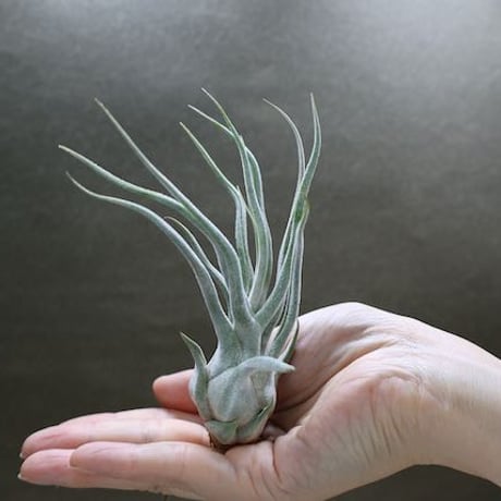 tillandsia ionantha pyramid 速達発送